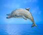 Whistling Dolphin Puppet